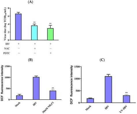 Avian Coronavirus Infectious Bronchitis Virus Activates Mitochondria ...