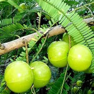 2 Pic Green Amla Plant (GRAFTED) Amloki, Gooseberry "New Variety", Pack ...