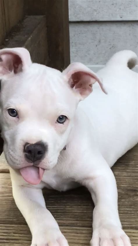 Pitbull Terrier Puppy White - Iwish Iwas