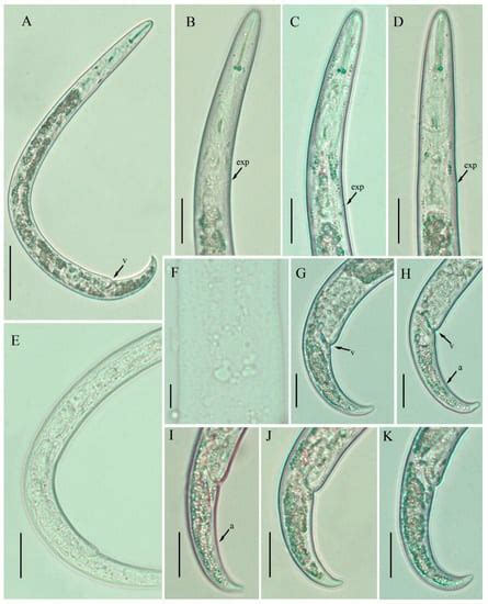 Plants | Special Issue : The Systematics, Morphological, and Molecular ...