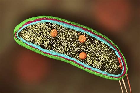 High Resolution Microscope Cell 的图像结果