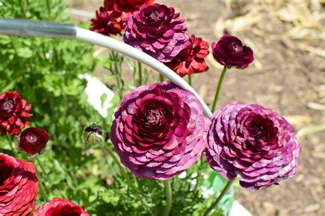 The Best Cut Flowers for Early June Bouquets - Three Girls In The Garden