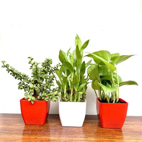 Bamboo Plant Online in India | Flipkart | 05-Jan-26