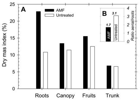Arbuscular Mycorrhizal Fungus Stimulates Young Field-Grown Nectarine Trees