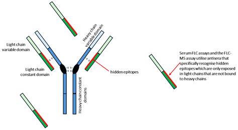 Causes Of Elevated Kappa And Lambda Light Chains In Indian Journal - Infoupdate.org
