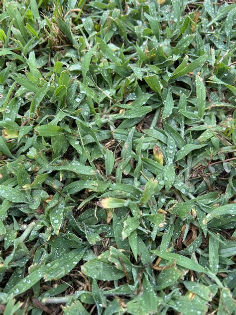 Identifying St. Augustine Grass: A Complete Guide – MYDAE