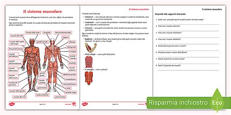 Il Sistema Muscolare per Scuola Primaria