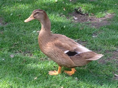 Orpington | Ducks | Breed Information | Omlet