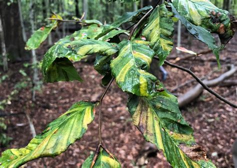Deadly disease affecting beech trees detected in 3 Michigan counties ...