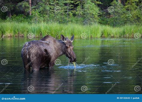 Eating Moose stock photo. Image of denali, moose, wild - 20132632