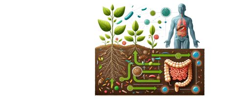The Impact of Soil Health on Gut Bacteria and Well-being - Hosachiguru