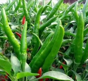 Wellspring CW47 CHILLI (MIRCH OR MIRCHI) SEED BEST QUALITY F1 HYBRID ...