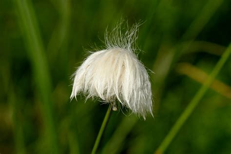 Suchopýr pochvatý (Eriophorum vaginatum) - Bobův fotoblog