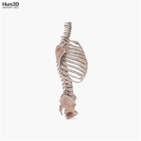 Image result for Spinal Fixation