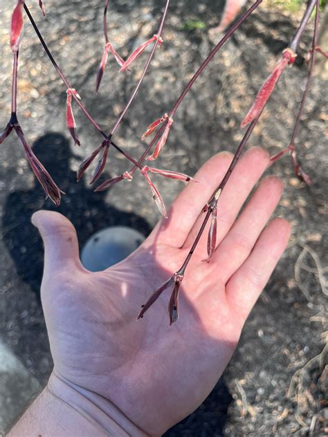 Japanese Maple Care : r/gardening