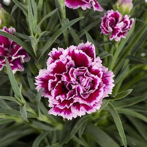 Lowe's 2.50-GAL DIANTHUS TRIO RDY RFL in the Perennials department at ...