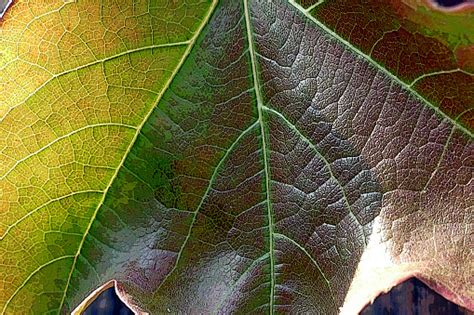 Leef Fill Color 的图像结果