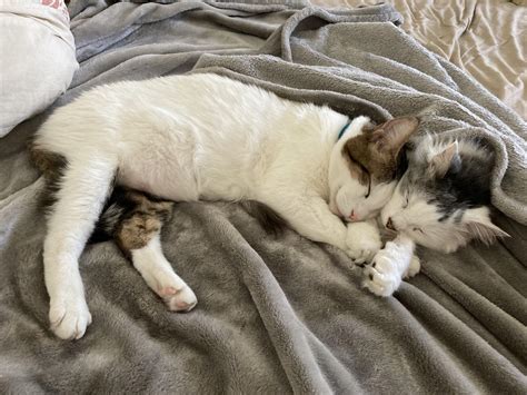 The rare two-headed cat : r/confusing_perspective