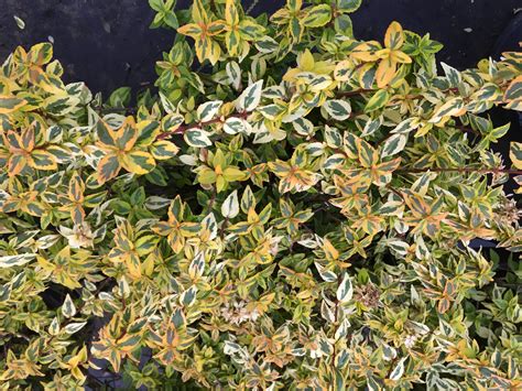 Kaleidoscope Abelia | Southwest Nursery | Wholesale Landscaping ...
