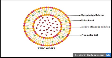 Fig. 1: Systemic structure of ethosome