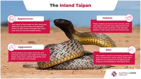 Inland Taipan Bite