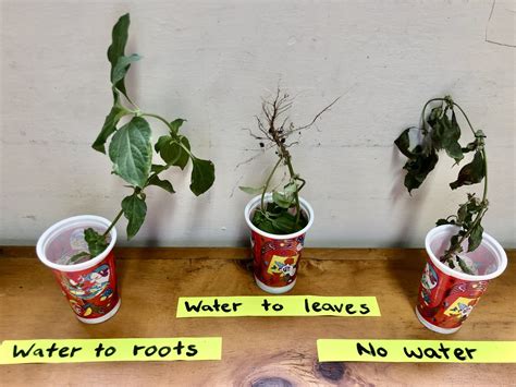 Image result for Primary Science Lessons Plant Distribution