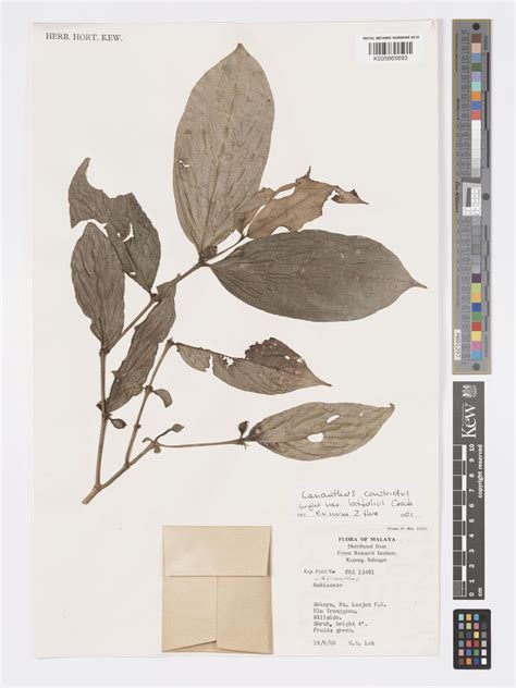 Lasianthus constrictus Wight | Plants of the World Online | Kew Science