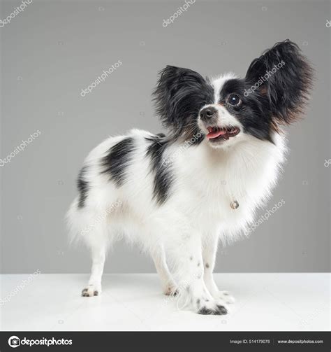 Black Papillon Dog Kontinentaler Zwergspaniel | Royal Canin DE