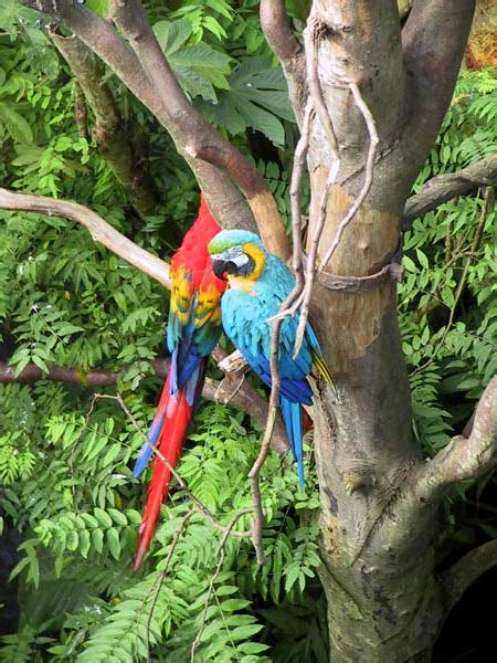 ZooLex Image - Guacamayos