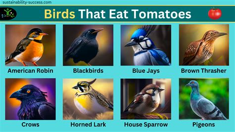 Do Birds Eat Tomatoes? A Guide For Gardeners