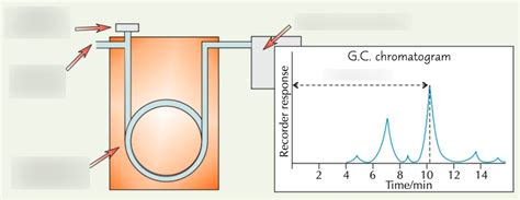 Gas Chromatography Diagram | Quizlet