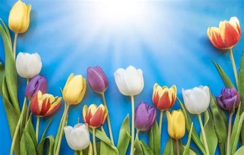 Wallpaper the sun, flowers, colorful, tulips, fresh, flowers, beautiful ...
