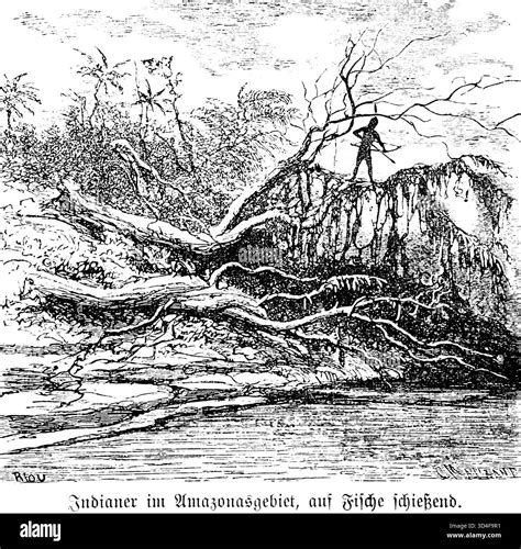 South indian rainforest Black and White Stock Photos & Images - Alamy