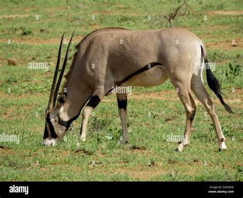 East African Oryx