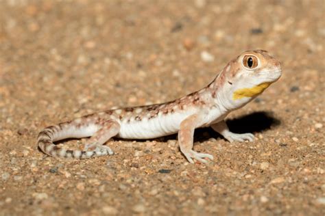Barking Gecko Making Noise 的图像结果