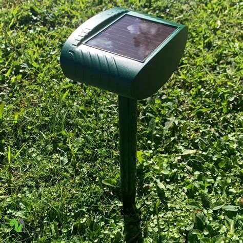 Image result for Squirrel Protector