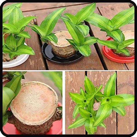 Brazilian Wood, Brazilian Wood Plant, 2024 Mini India | Ubuy