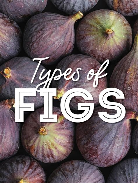 17 Types Of Figs From A to Z (With Photos!) | Live Eat Learn