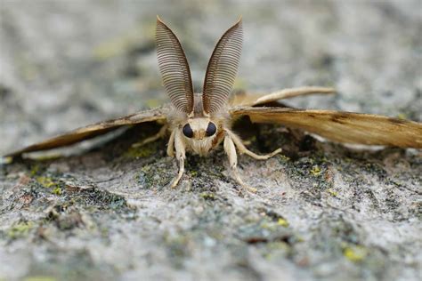 Discover 10 Invasive Species in Utah - A-Z Animals