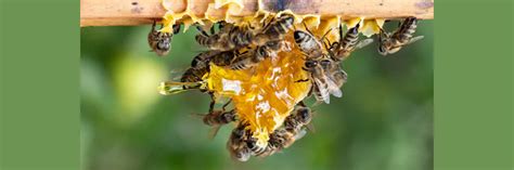 The Fascinating Journey of How Bees Turn Nectar into Honey – NIA NATURA