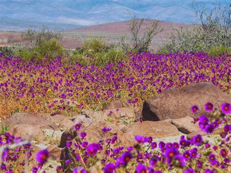 Atacama Desert: The driest place on Earth where no rainfall was ...
