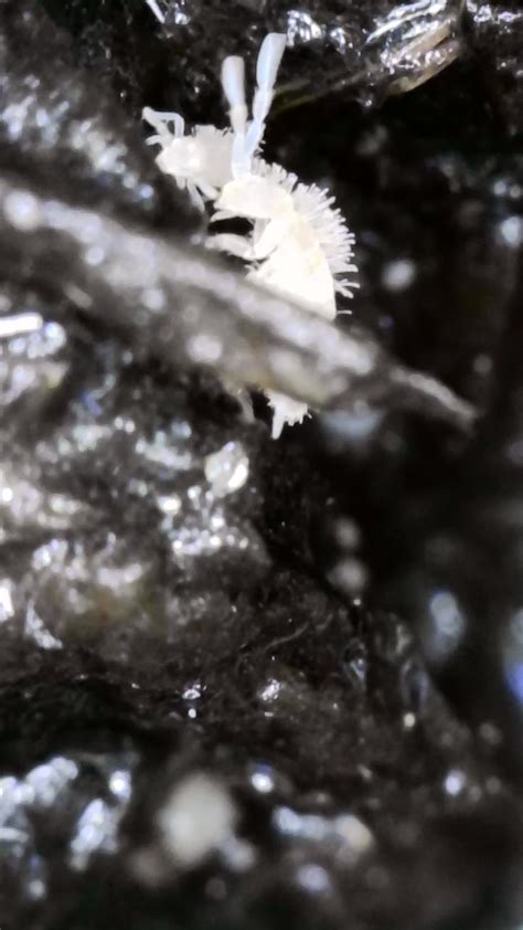 Image result for Green Springtail