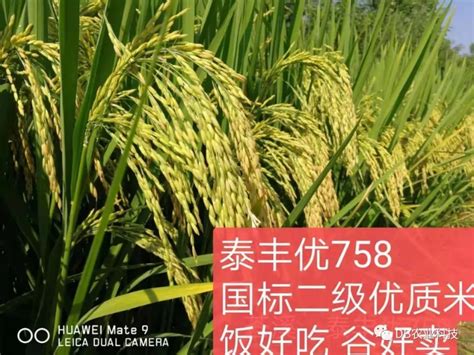 水稻种子的浸种催芽技术及特别注意事项_栗争上游