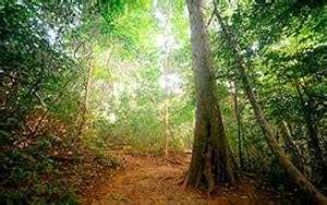 Go Green Tale Nature Poster|Tropical forest path|Scenery Poster For ...