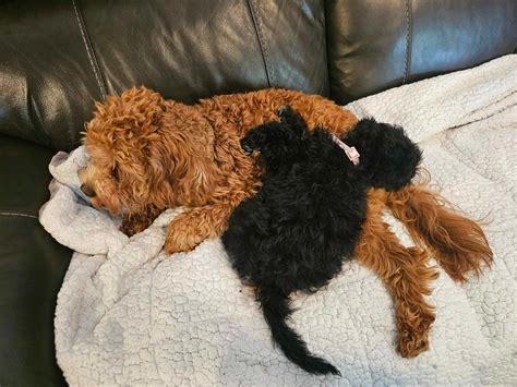 Image result for Cockapoo Girl