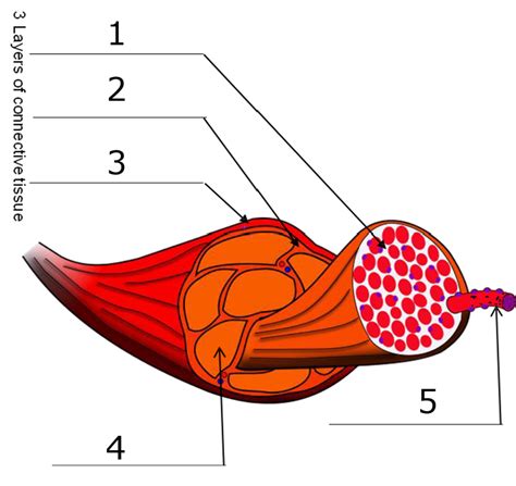 Image result for Skeletal Muscle Flow Chart