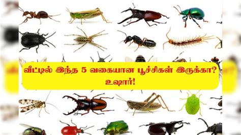 Insects: உங்கள் வீட்டில் இந்த 5 வகையான பூச்சிகள் இருக்கா? உஷார் ...