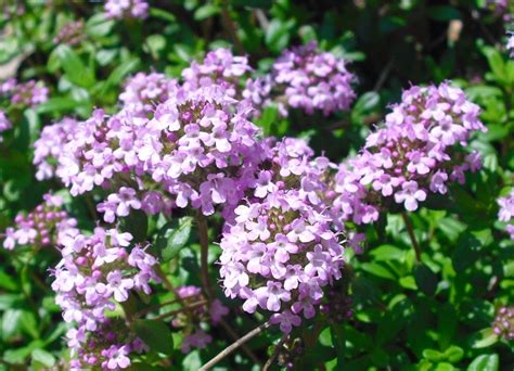 タイム 花言葉 に対する画像結果