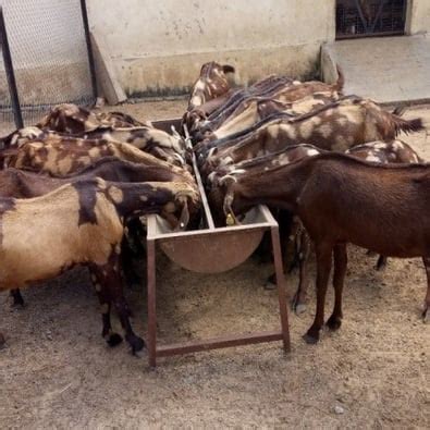 Livestock Production Management | SKN College of Agriculture, Jobner