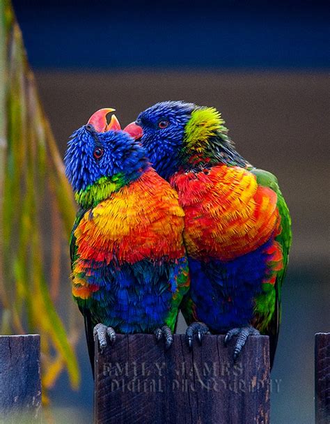 Image result for Colourful Birds Compilation